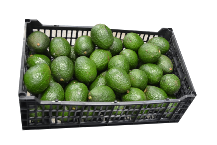 Hass and Mendez avocado distribution and export company in Zapopan - Jalisco, Mexico Hass and Mendez avocado distribution and export company in Zapopan - Jalisco, Mexico